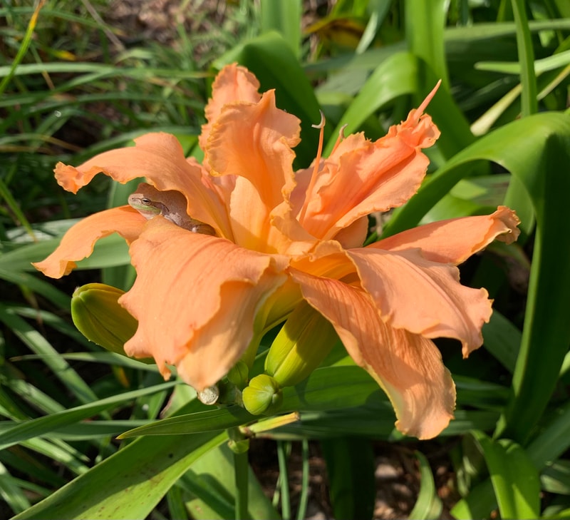 Iridescent Splendor from RollingOaksDaylilies