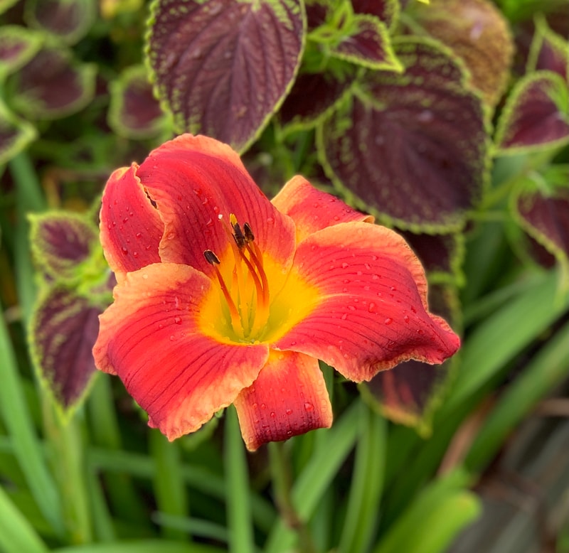 Street Urchin from RollingOaksDaylilies