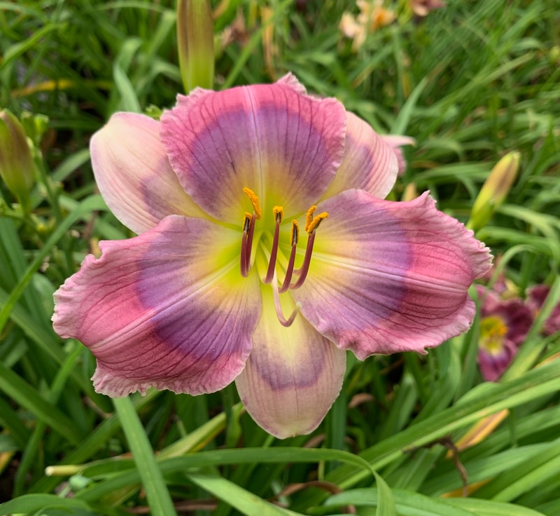 Lavender Galaxy from RollingOaksDaylilies