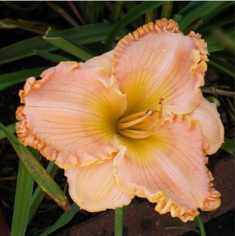 Orange Thunder from RollingOaksDaylilies