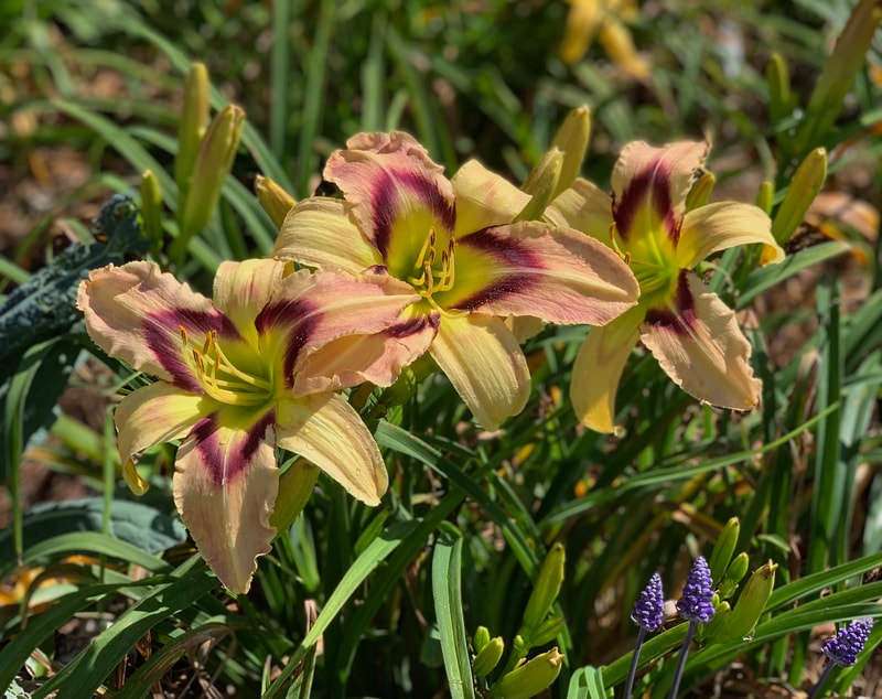So Many Stars from RollingOaksDaylilies