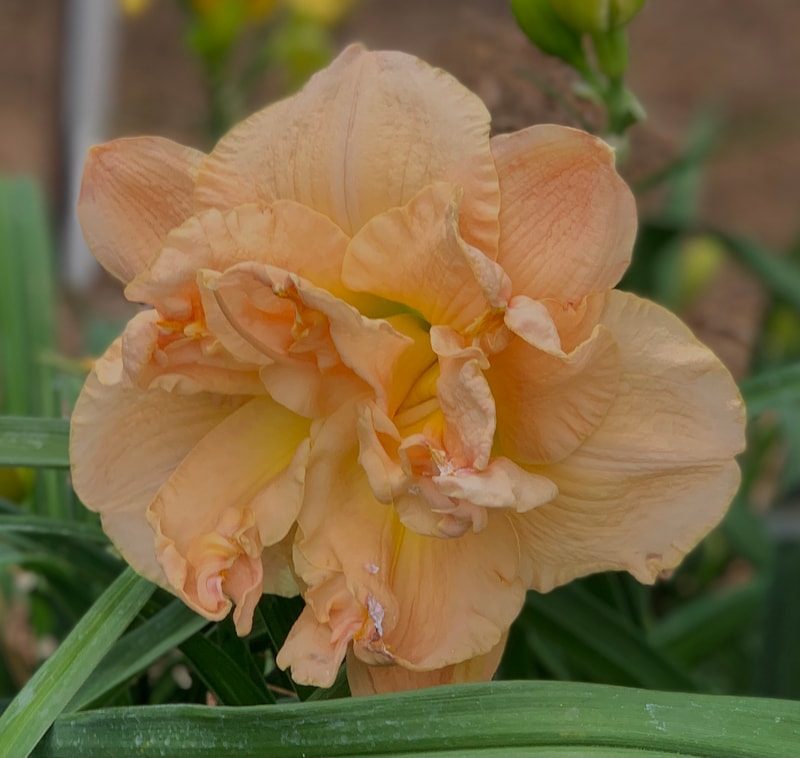 Pumpkin Giant from RollingOaksDaylilies