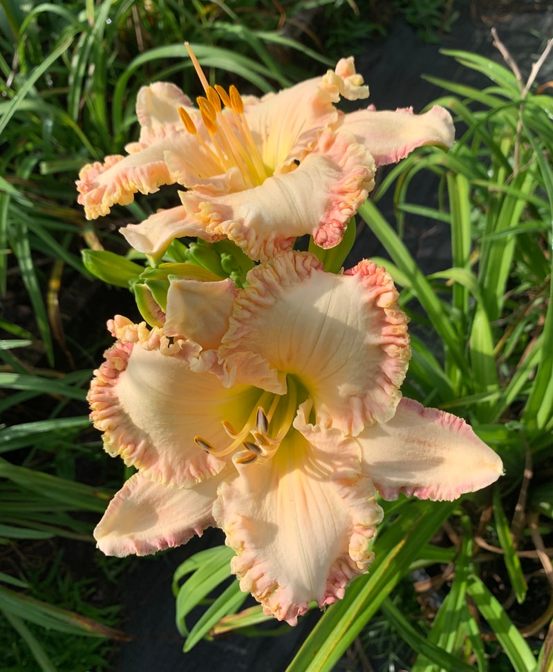 DGD at 60 from RollingOaksDaylilies