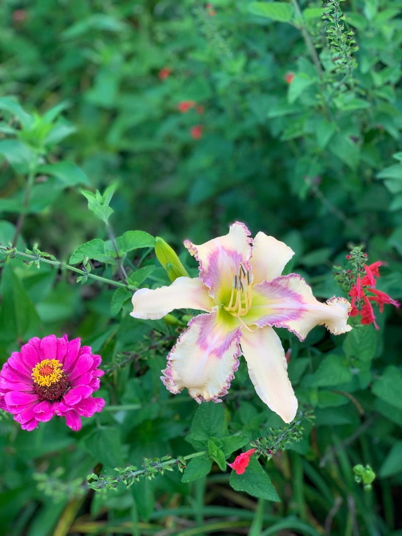 Mermaid Harbor from RollingOaksDaylilies