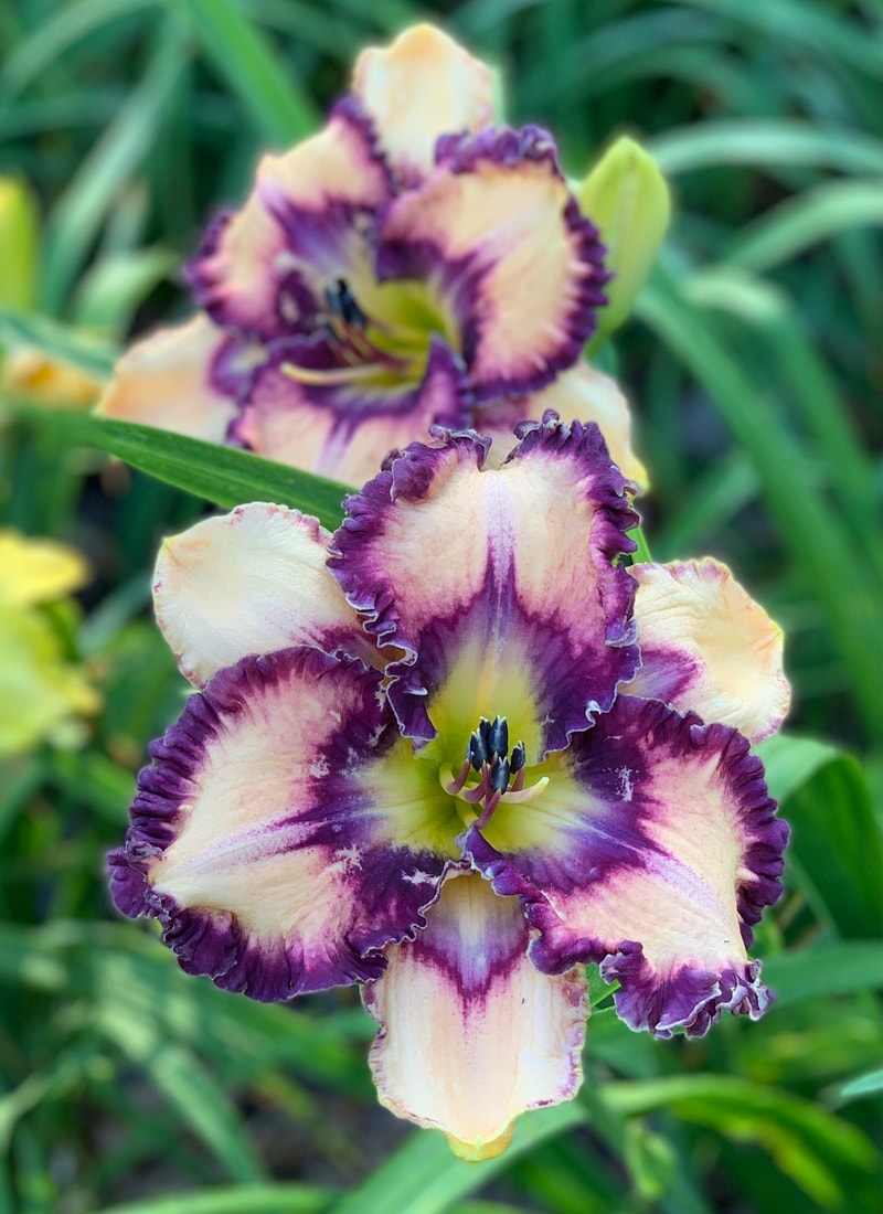 Congo Eyed from RollingOaksDaylilies