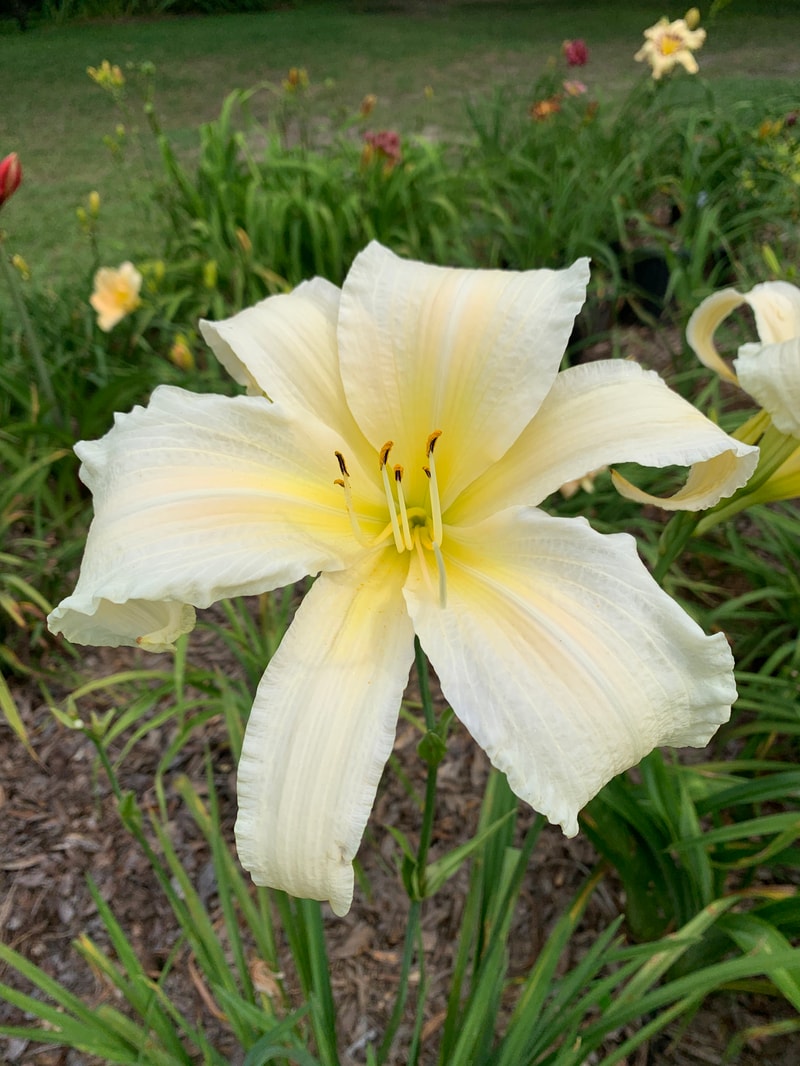 Penny's Love from RollingOaksDaylilies