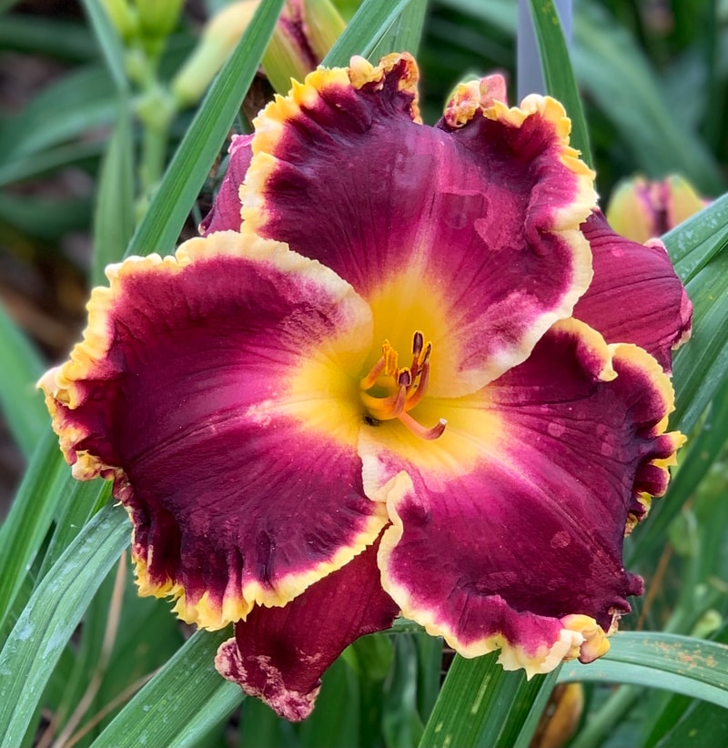 Mayans' Dawn from RollingOaksDaylilies