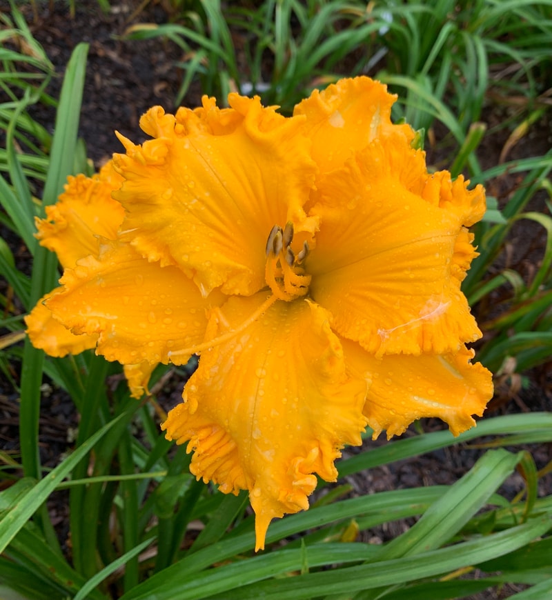 Spacecoast Thor's Hammer from RollingOaksDaylilies