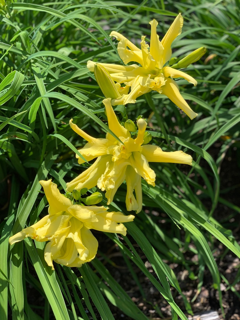 Firefly Frenzy from RollingOaksDaylilies