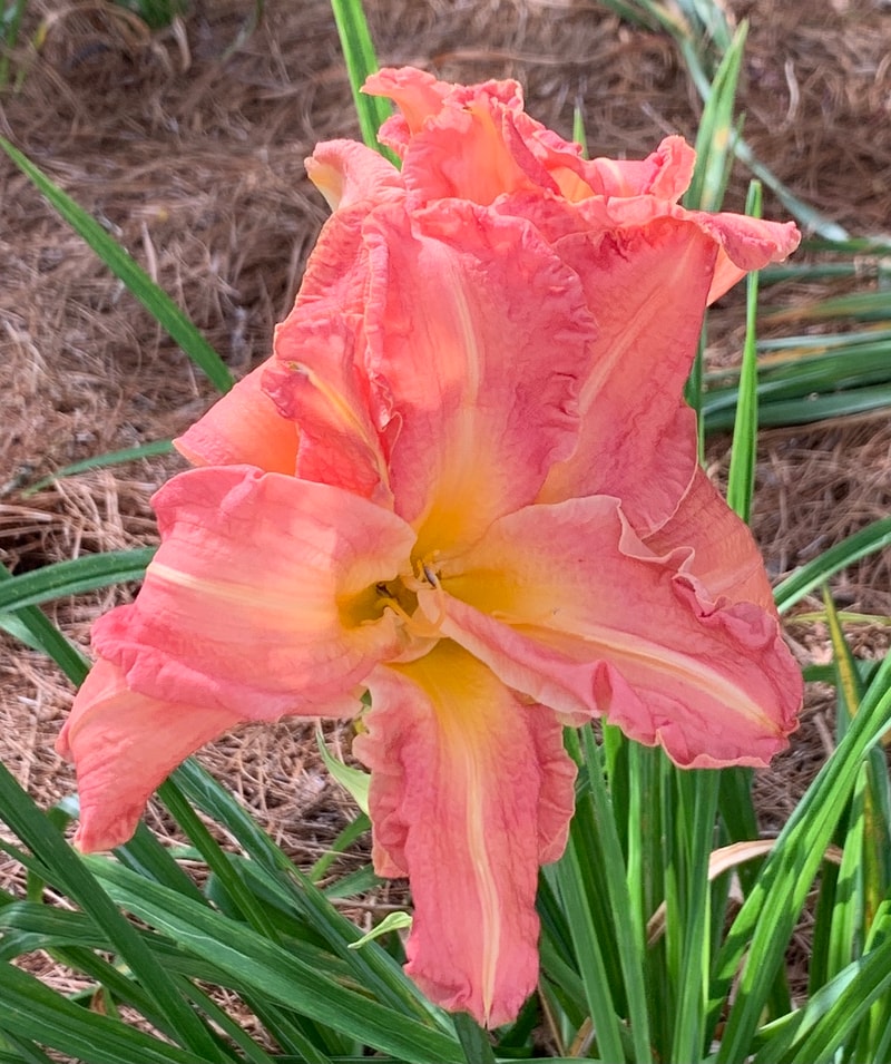 Double Knit from RollingOaksDaylilies