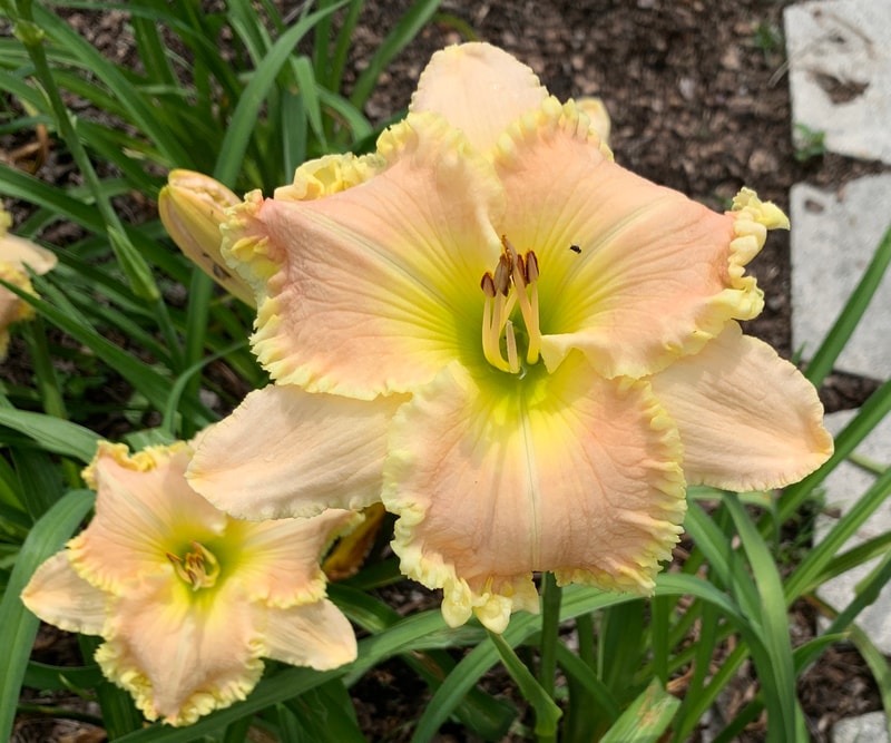 Simply Smashing from RollingOaksDaylilies