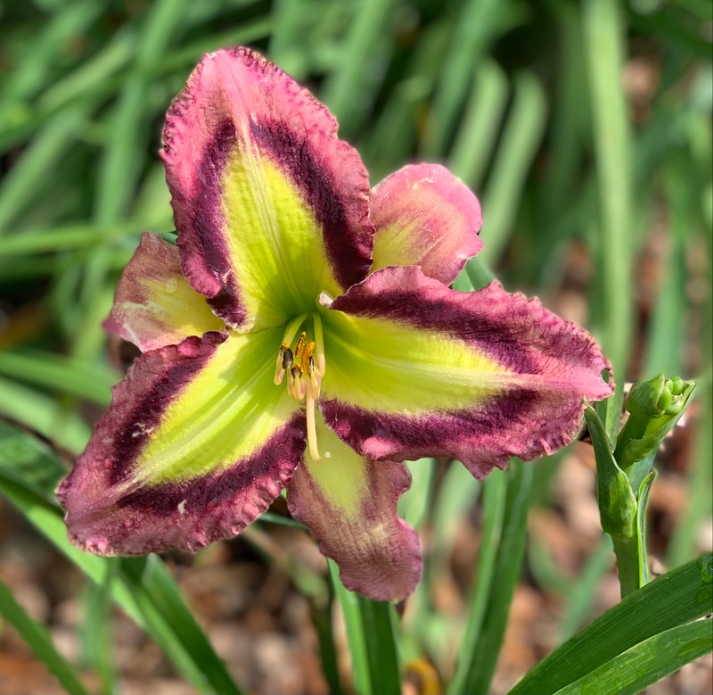 Smiling Cobra from RollingOaksDaylilies