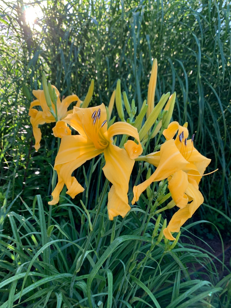 Celebrating Gold from RollingOaksDaylilies