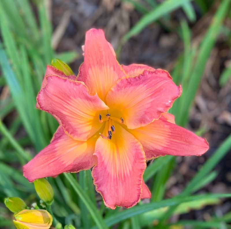 There's My Girl from RollingOaksDaylilies