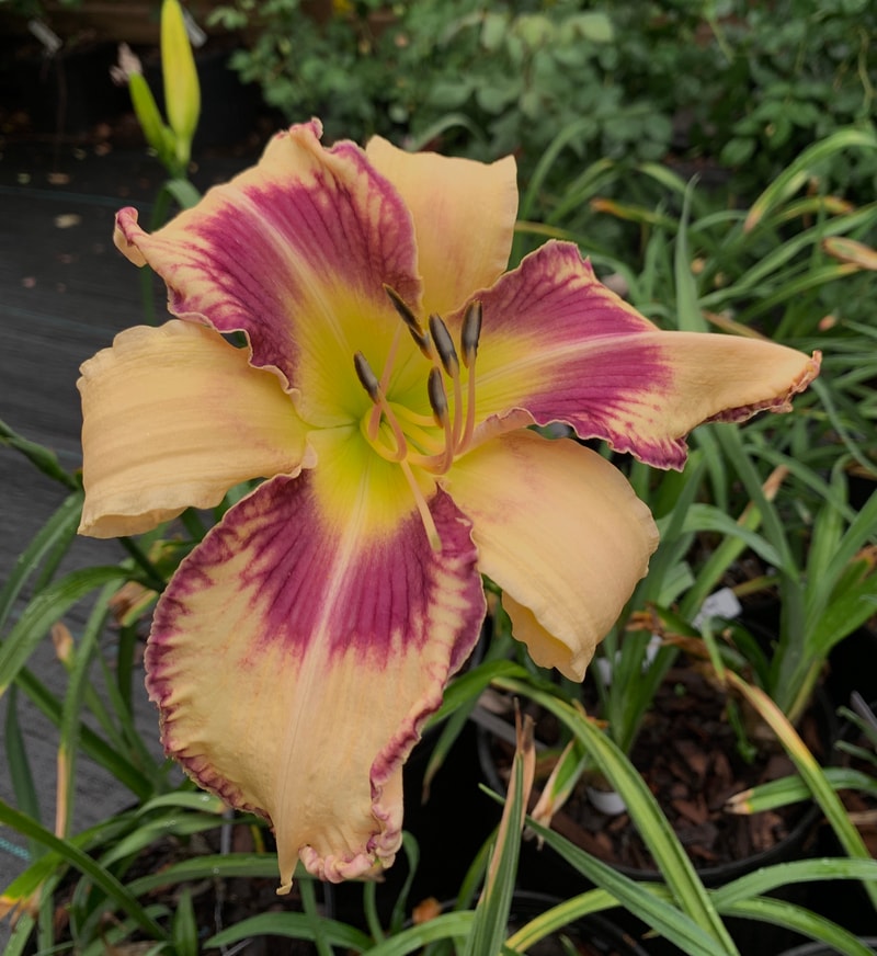 Ladybug Belle de Jour from RollingOaksDaylilies