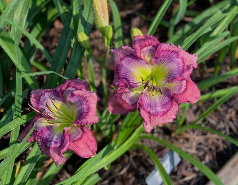 Limitless daylily bloom