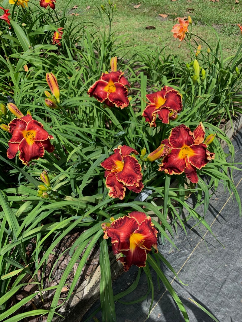 B Positive  from RollingOaksDaylilies