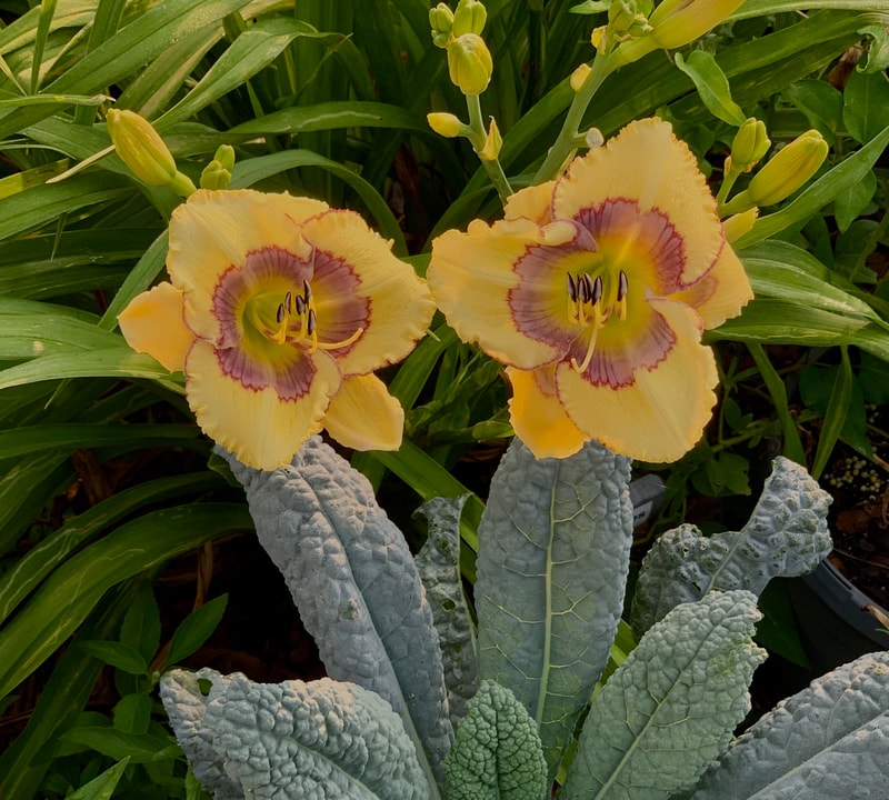 Mythic Shores from RollingOaksDaylilies