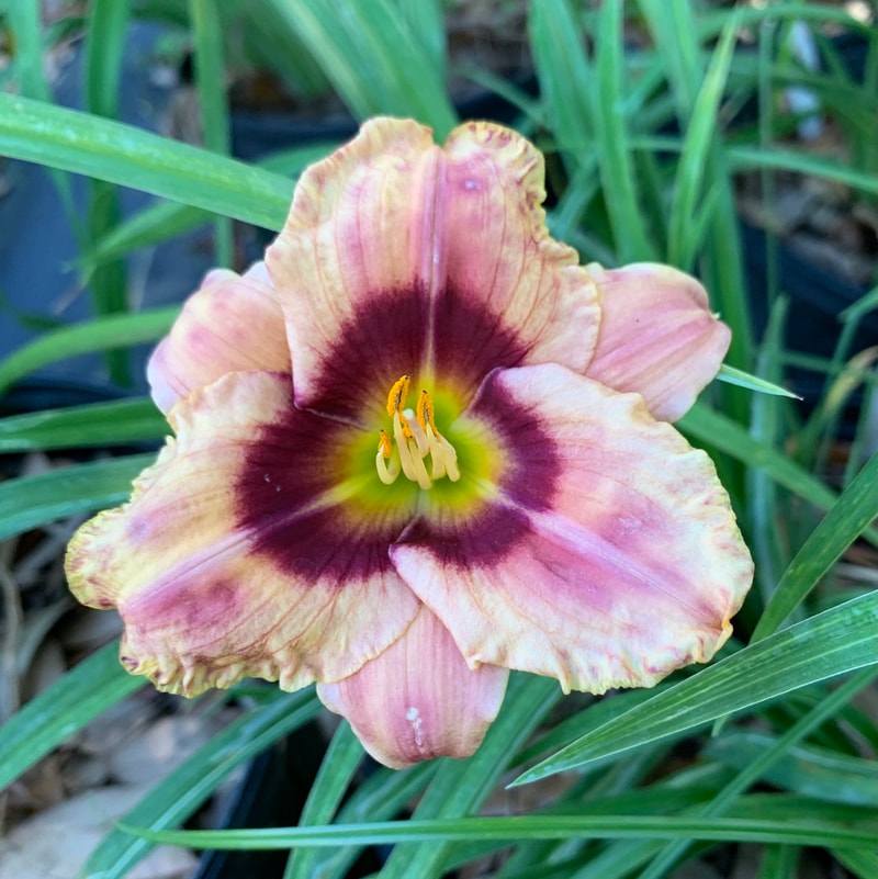 Pinched from RollingOaksDaylilies