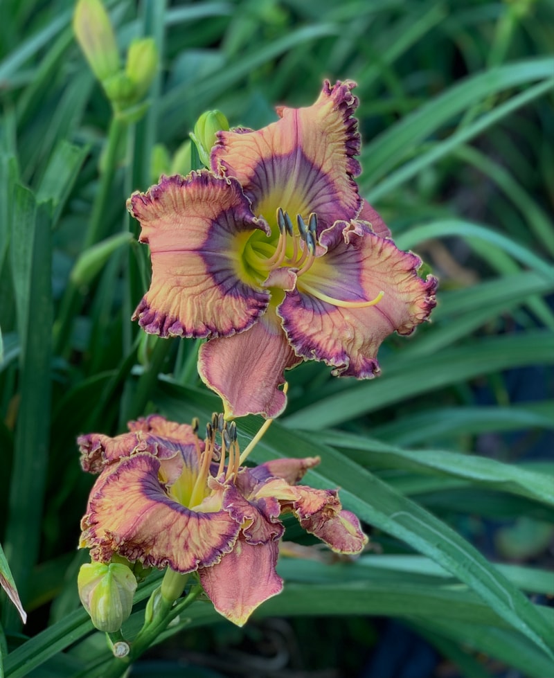 Whispers Underground from RollingOaksDaylilies