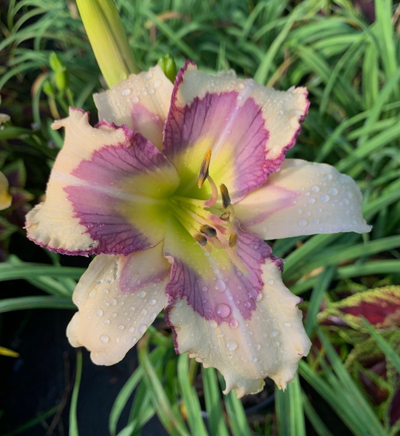 Yanni from RollingOaksDaylilies