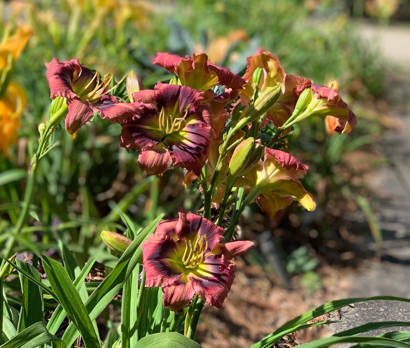 One Eyed Willie from RollingOaksDaylilies