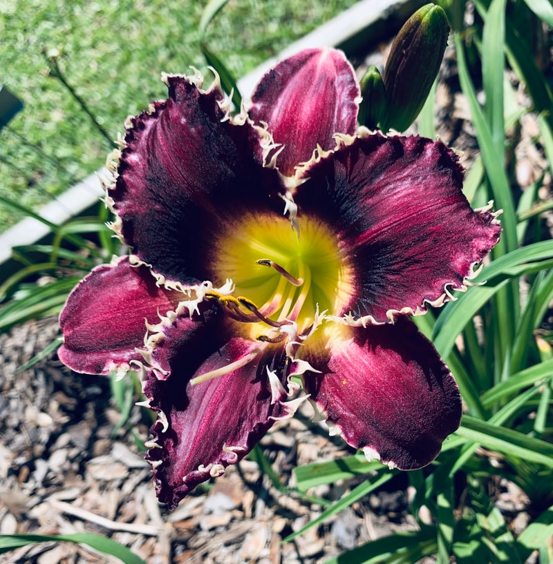 Buddy's Kayla from RollingOaksDaylilies