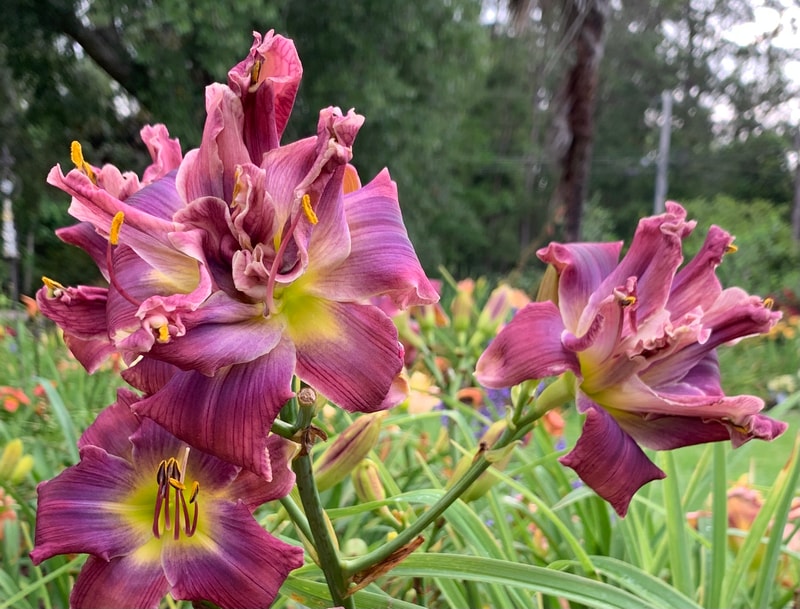 Path of the Storm from RollingOaksDaylilies