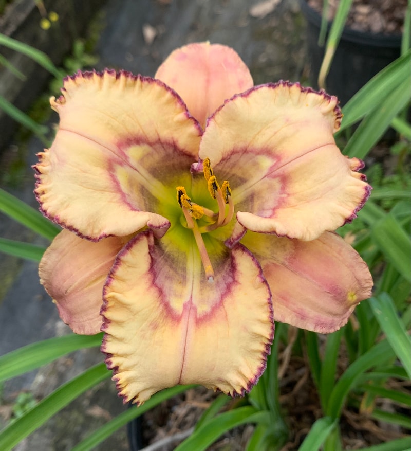 Spacecoast Forbidden Friends  from RollingOaksDaylilies