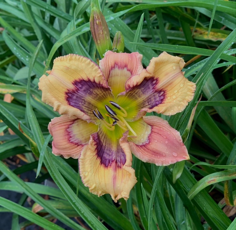 The One Ring from RollingOaksDaylilies