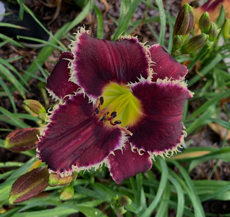 Buddy's Kayla from RollingOaksDaylilies