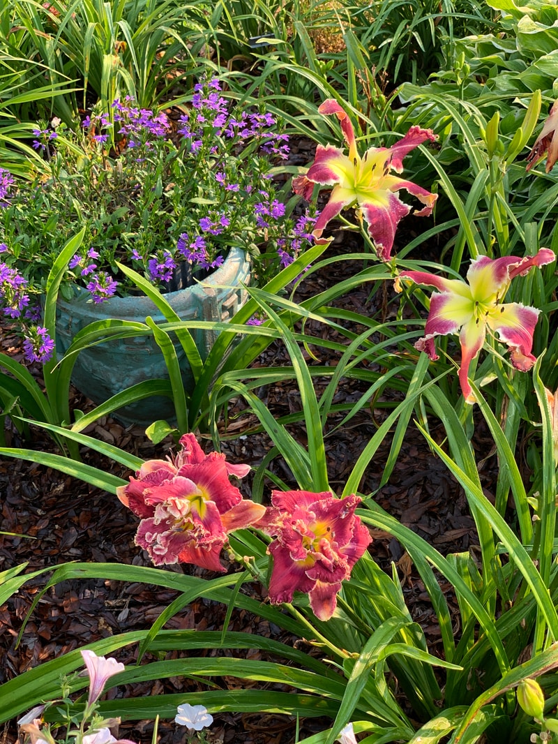 Stuck in the Middle from RollingOaksDaylilies