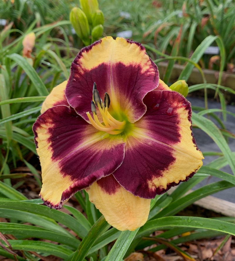 Wow are You from RollingOaksDaylilies