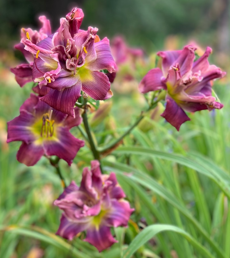Path of the Storm from RollingOaksDaylilies