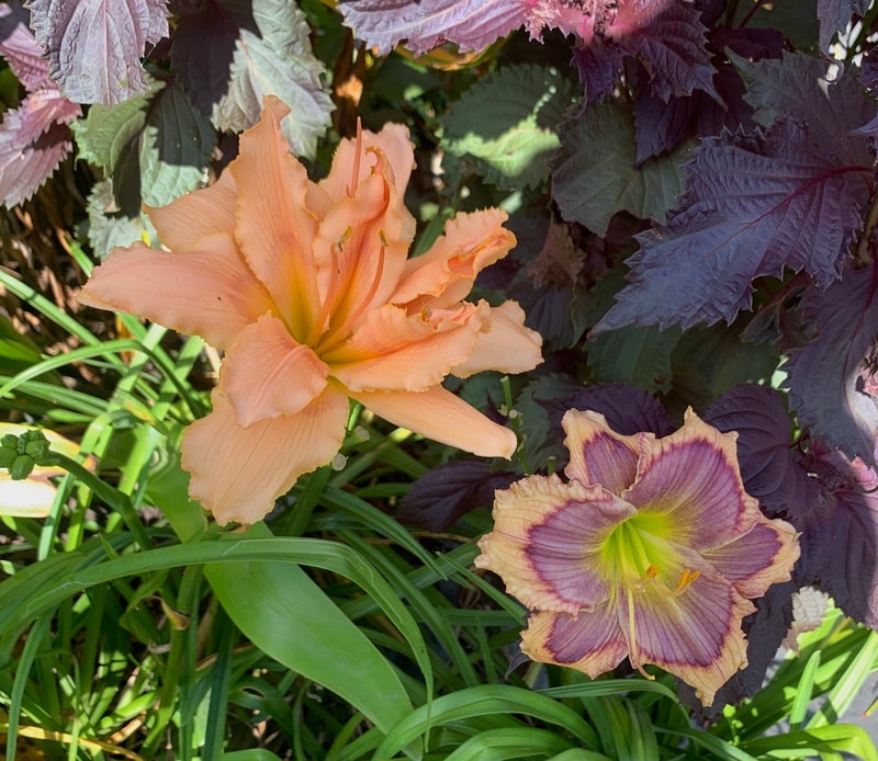 Built to Endure from RollingOaksDaylilies