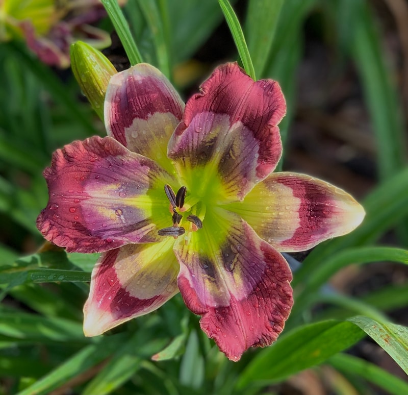 Here's to You Bill Robinson from RollingOaksDaylilies