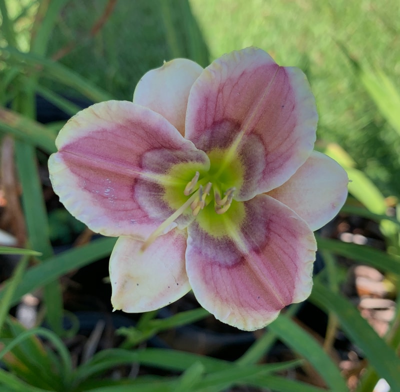 Joeb's Arrow from RollingOaksDaylilies