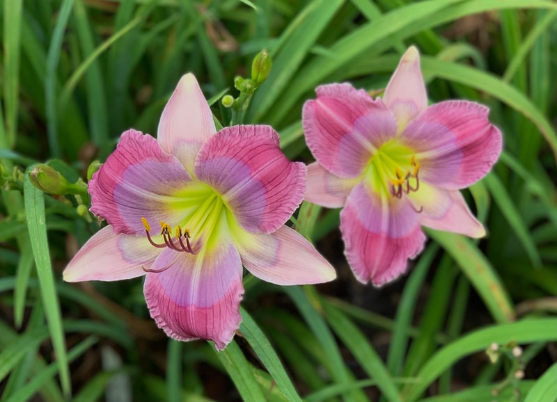 Lavender Galaxy from RollingOaksDaylilies