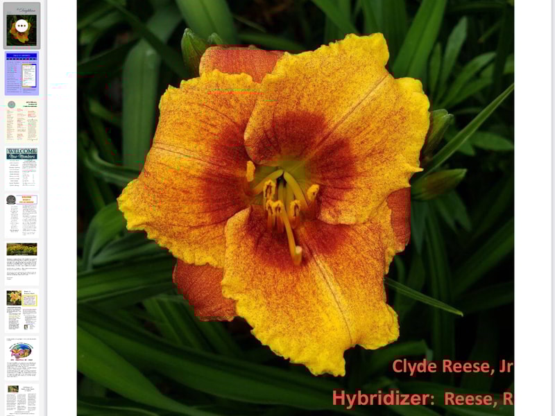 Clyde Reese Jr from RollingOaksDaylilies