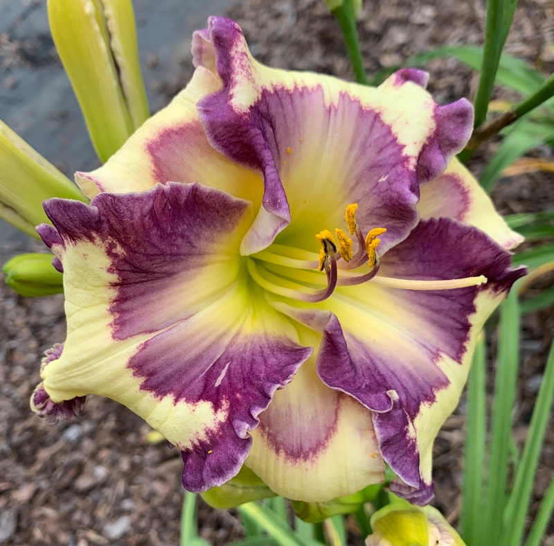 Purple Eyed Posy from RollingOaksDaylilies