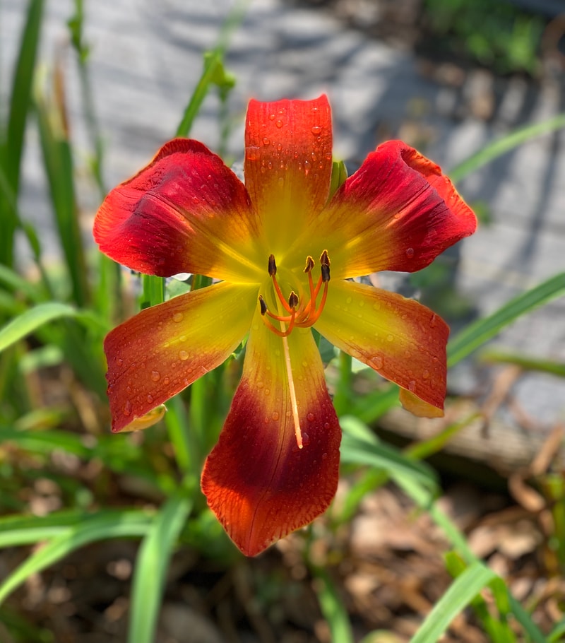 Bandito Rojo from RollingOaksDaylilies