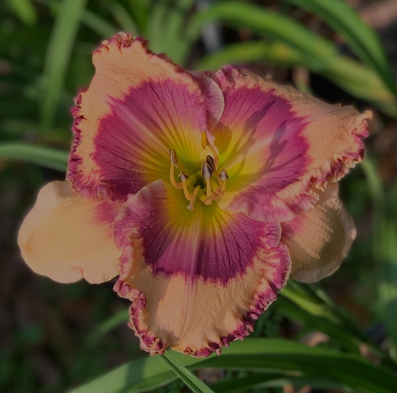 Smooth Talker from RollingOaksDaylilies