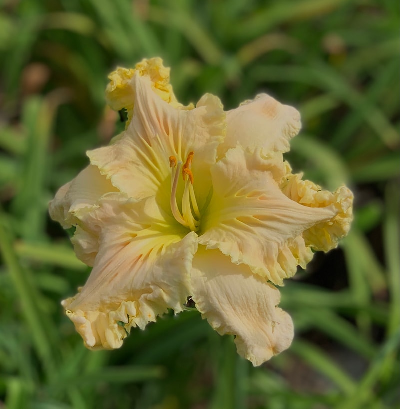 Bamboo Fan from RollingOaksDaylilies