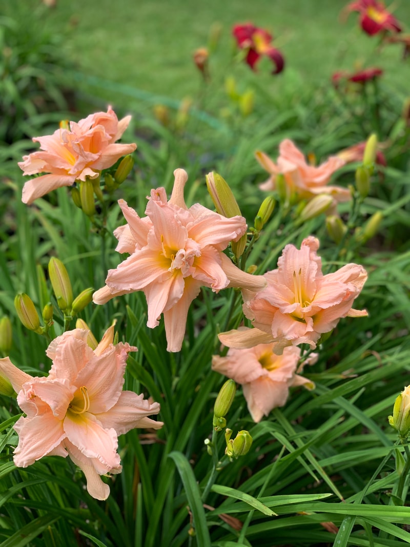 Rolling Oaks Double Peachy from RollingOaksDaylilies
