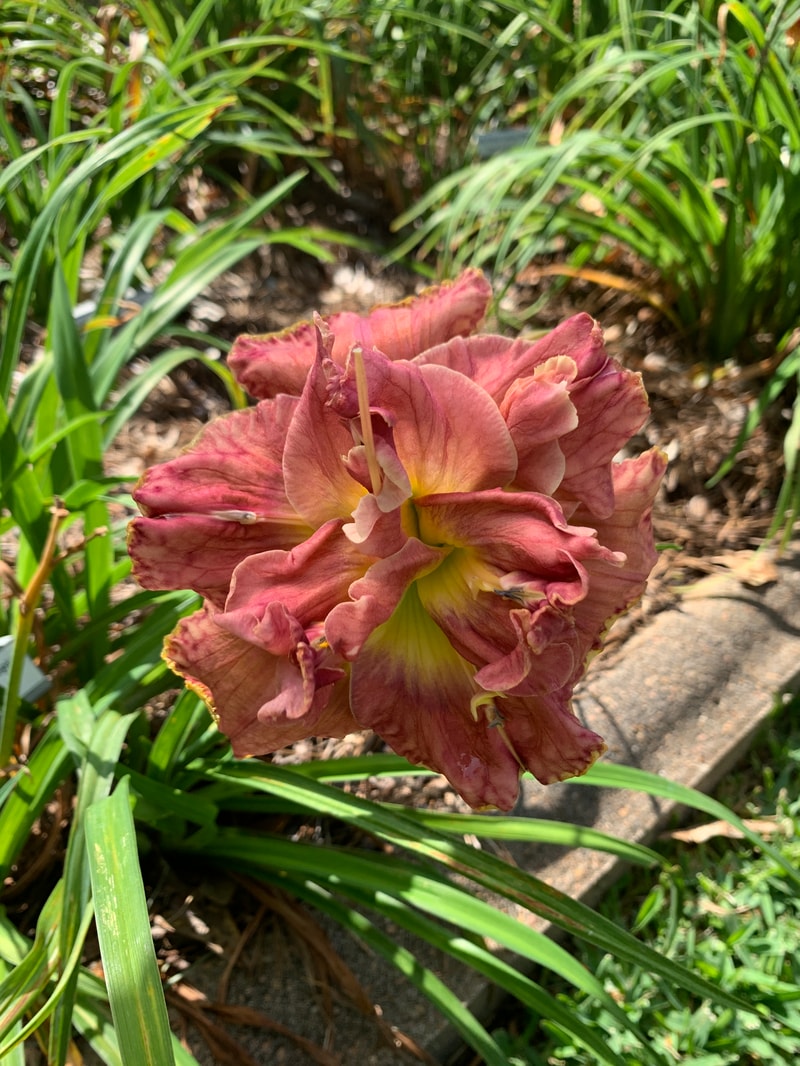 Buddy's Cinnamon and Spice from RollingOaksDaylilies