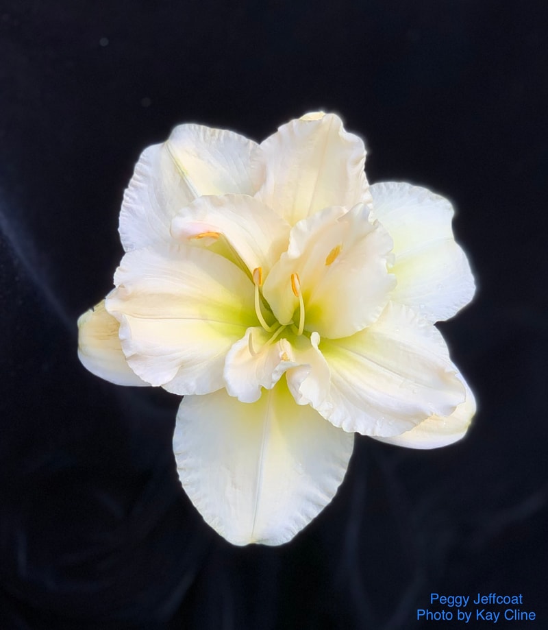 Peggy Jeffcoat from RollingOaksDaylilies