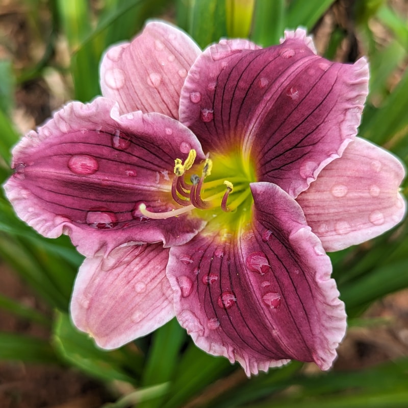 Luscious Kiss from Haley_Springs_Farm