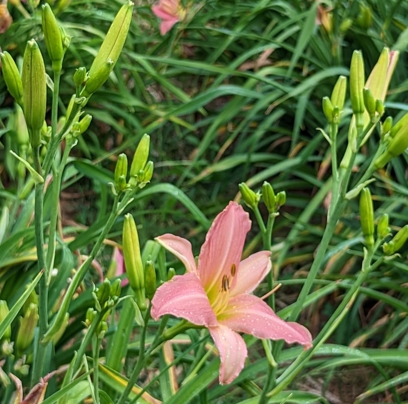 Winsome Lady from Haley_Springs_Farm