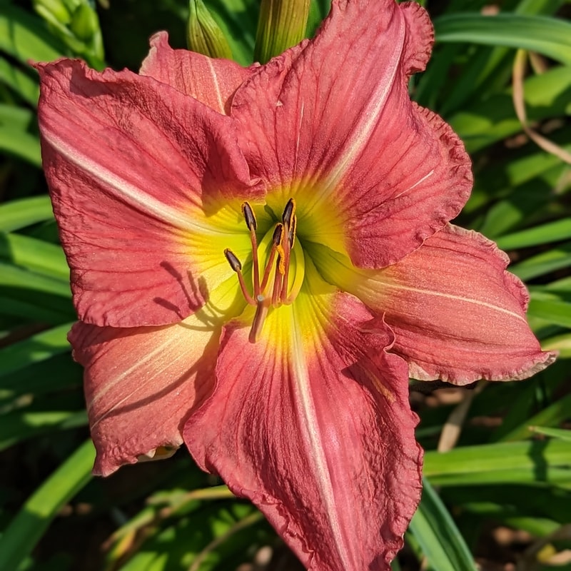 Muirgen from Haley_Springs_Farm