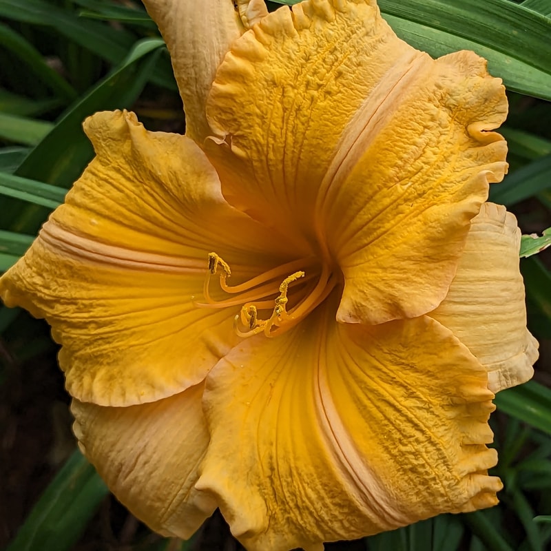 Orange Velvet from Haley_Springs_Farm